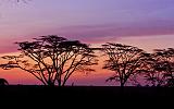 TANZANIA - Serengeti National Park - Alba - 04